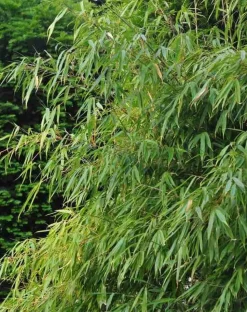 JARDINTROPIC - Fargesia "rufa" (bambou non traçant) pot 5 litres - 40/60cm - 6/9 cannes