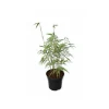 JARDINTROPIC - Fargesia scabrida "asian wonder" (bambou non traçant) pot 2 litres - 50/70cm - 4/7 cannes
