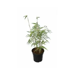 JARDINTROPIC - Fargesia scabrida "asian wonder" (bambou non traçant) pot 2 litres - 50/70cm - 4/7 cannes