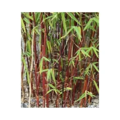 JARDINTROPIC - Fargesia scabrida "asian wonder" (bambou non traçant) pot 2 litres - 50/70cm - 4/7 cannes