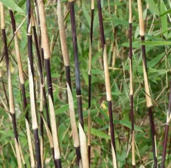 JARDINTROPIC - Fargesia sp jiuzhaigou deep purple (bambou non traçant) pot 5 litres - 80/100cm - 6/10 cannes