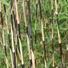 JARDINTROPIC - Fargesia sp jiuzhaigou deep purple (bambou non traçant) pot 15 litres - 150/200cm - 6/10 cannes