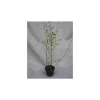 JARDINTROPIC - Fargesia winter joy pot de 2 litres ? 40/60 cm