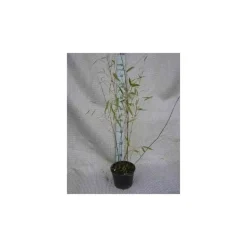 JARDINTROPIC - Fargesia winter joy pot de 2 litres ? 40/60 cm