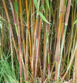 JARDINTROPIC - Fargesia winter joy pot de 5 litres ? 80/100 cm