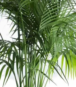 JARDINTROPIC - Howea forsteriana (kentia) pot de 80l - 250/275 cm