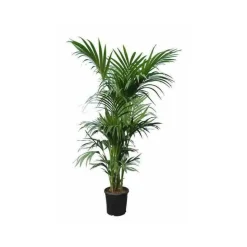 JARDINTROPIC - Howea forsteriana (kentia) pot de 3 litres - 100/120 cm