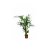 JARDINTROPIC - Howea forsteriana (kentia) pot de 15 litres ? 160/180 cm