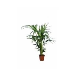 JARDINTROPIC - Howea forsteriana (kentia) spécimen pot de 45l - 250/300cm
