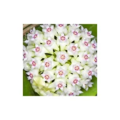 JARDINTROPIC - Hoya acuta (fleur de porcelaine, fleur de cire) taille pot de 2 litres - 20/40 cm - blanc et rose