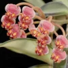 JARDINTROPIC - Hoya anncajanoae (fleur de porcelaine, fleur de cire) rouge - taille pot de 2 litres - 20/40 cm