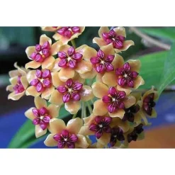 JARDINTROPIC - Hoya benquentensis (fleur de porcelaine, fleur de cire) orange - taille pot de 2 litres - 20/40 cm