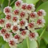 JARDINTROPIC - Hoya brevialata (fleur de porcelaine, fleur de cire) taille pot de 2 litres - 20/40 cm - blanche
