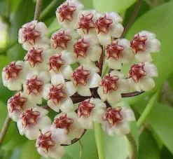 JARDINTROPIC - Hoya brevialata (fleur de porcelaine, fleur de cire) taille pot de 2 litres - 20/40 cm - blanche