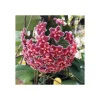 JARDINTROPIC - Hoya carnosa (fleurs rouge) (fleur de porcelaine, fleur de cire) e - taille pot de 2 litres - 20/40 cm