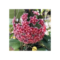 JARDINTROPIC - Hoya carnosa (fleurs rouge) (fleur de porcelaine, fleur de cire) e - taille pot de 2 litres - 20/40 cm