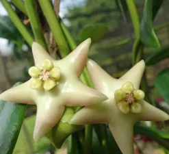 JARDINTROPIC - Hoya coronaria (énorme fleur blanche) (fleur de porcelaine, fleur de cire) - taille pot de 2 litres - 20/40 cm