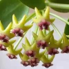 JARDINTROPIC - Hoya cumingiana (fleur de porcelaine, fleur de cire) - taille pot de 2 litres - 20/40 cm