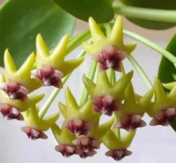 JARDINTROPIC - Hoya cumingiana (fleur de porcelaine, fleur de cire) - taille pot de 2 litres - 20/40 cm