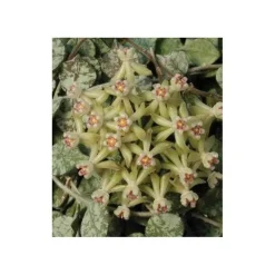 JARDINTROPIC - Hoya curtisii (fleur de porcelaine, fleur de cire) taille pot de 2 litres - 20/40 cm - blanc et mauve