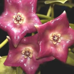 JARDINTROPIC - Hoya cv. Monette (fleur de porcelaine, fleur de cire) rose - taille pot de 2 litres - 20/40 cm