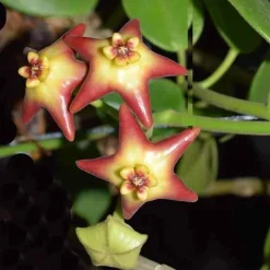 JARDINTROPIC - Hoya cv. Optimistic (fleur de porcelaine, fleur de cire) taille pot de 2 litres - 20/40 cm - jaune et rouge