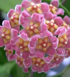 JARDINTROPIC - Hoya davidcummingii (fleur de porcelaine, fleur de cire) rose - taille pot de 2 litres - 20/40 cm