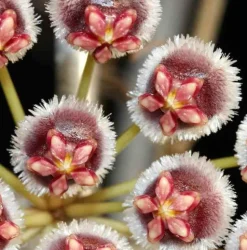JARDINTROPIC - Hoya isabelchanae (fleur de porcelaine, fleur de cire) rouge - taille pot de 2 litres - 20/40 cm