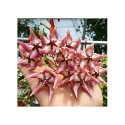 JARDINTROPIC - Hoya kaimuki grosse fleur (fleur de porcelaine, fleur de cire) rose - taille pot de 2 litres - 20/40 cm