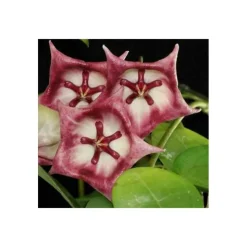 JARDINTROPIC - Hoya kaimuki grosse fleur (fleur de porcelaine, fleur de cire) rose - taille pot de 2 litres - 20/40 cm