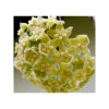 JARDINTROPIC - Hoya kenejiana (fleur de porcelaine, fleur de cire) jaune - taille pot de 2 litres - 20/40 cm