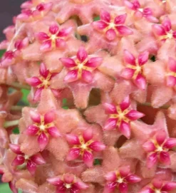 JARDINTROPIC - Hoya kicki (fleur de porcelaine, fleur de cire) rose - taille pot de 2 litres - 20/40 cm