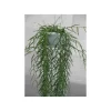 JARDINTROPIC - Hoya linearis (fleur de porcelaine, fleur de cire) taille pot de 1 litre ? 30/40 cm - blanc et rose
