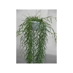 JARDINTROPIC - Hoya linearis (fleur de porcelaine, fleur de cire) taille pot de 1 litre ? 30/40 cm - blanc et rose
