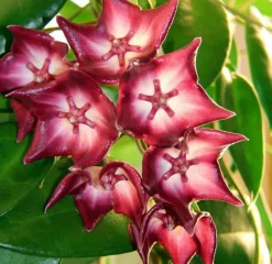 JARDINTROPIC - Hoya macgillivrayi (fleur de porcelaine, fleur de cire) rose - taille pot de 2 litres - 20/40 cm
