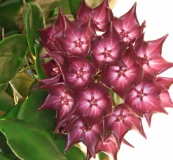 JARDINTROPIC - Hoya macgillivrayi (fleur de porcelaine, fleur de cire) rose - taille pot de 2 litres - 20/40 cm