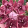 JARDINTROPIC - Hoya megalaster (fleur de porcelaine, fleur de cire) taille pot de 2 litres - 20/40 cm - violet