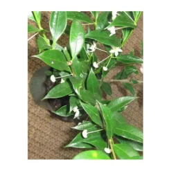 JARDINTROPIC - Hoya odorata (fleur de porcelaine, fleur de cire) blanc - taille pot de 2 litres - 20/40 cm