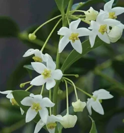 JARDINTROPIC - Hoya odorata (fleur de porcelaine, fleur de cire) blanc - taille pot de 2 litres - 20/40 cm