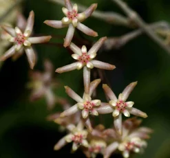 JARDINTROPIC - Hoya padangensis (fleur de porcelaine, fleur de cire) taille pot de 2 litres - 20/40 cm -