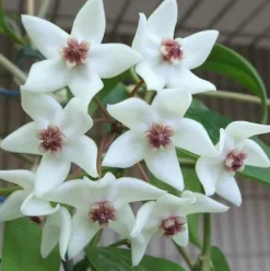 JARDINTROPIC - Hoya paziae (fleur de porcelaine, fleur de cire) taille pot de 2 litres - 20/40 cm - blanc et rose