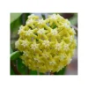 JARDINTROPIC - Hoya pentaphlebia (fleur de porcelaine, fleur de cire) - taille pot de 2 litres - 20/40 cm