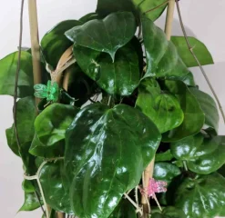 JARDINTROPIC - Hoya pentaphlebia (fleur de porcelaine, fleur de cire) - taille pot de 2 litres - 20/40 cm