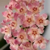 JARDINTROPIC - Hoya scortechinii (fleur de porcelaine, fleur de cire) rose - taille pot de 2 litres - 20/40 cm