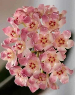 JARDINTROPIC - Hoya scortechinii (fleur de porcelaine, fleur de cire) rose - taille pot de 2 litres - 20/40 cm