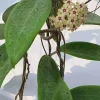 JARDINTROPIC - Hoya sp. Bulusan (fleur de porcelaine, fleur de cire) jaune - taille pot de 2 litres - 20/40 cm