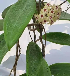 JARDINTROPIC - Hoya sp. Bulusan (fleur de porcelaine, fleur de cire) jaune - taille pot de 2 litres - 20/40 cm