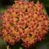 JARDINTROPIC - Hoya valmayoriana (fleur de porcelaine, fleur de cire) orange - taille pot de 2 litres - 20/40 cm