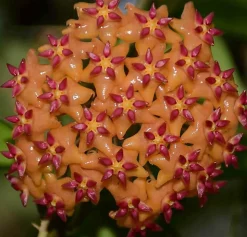 JARDINTROPIC - Hoya valmayoriana (fleur de porcelaine, fleur de cire) orange - taille pot de 2 litres - 20/40 cm