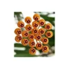 JARDINTROPIC - Hoya waymaniae (fleur de porcelaine, fleur de cire) jaune - taille pot de 2 litres - 20/40 cm